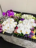 火葬式プラン