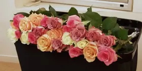 火葬式・シンプルプラン
