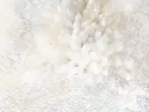 火葬式