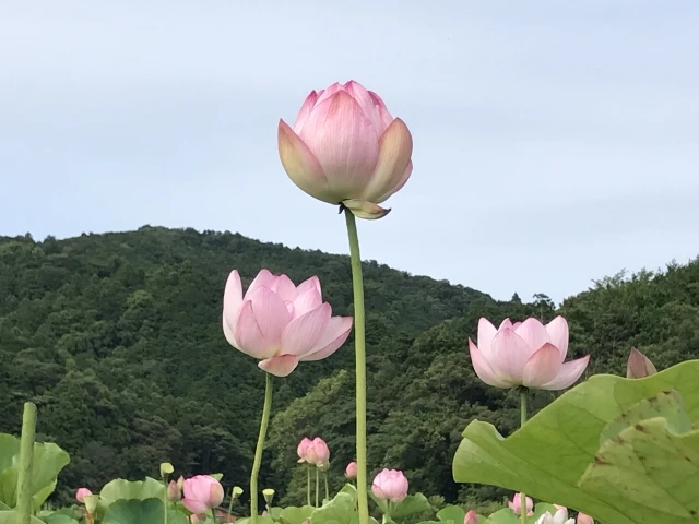 そもそもお盆とは?