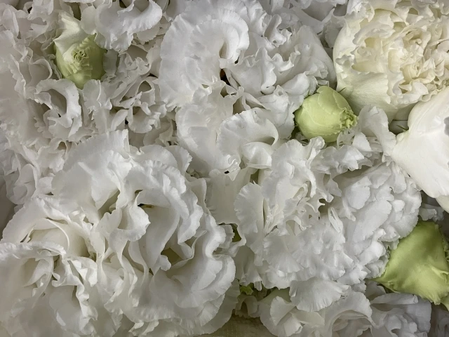 献花に使用する花の種類は?