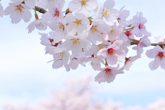 木花咲耶姫(コノハナサクヤヒメ)とは?安産や美の象徴として祀られる神様について解説!